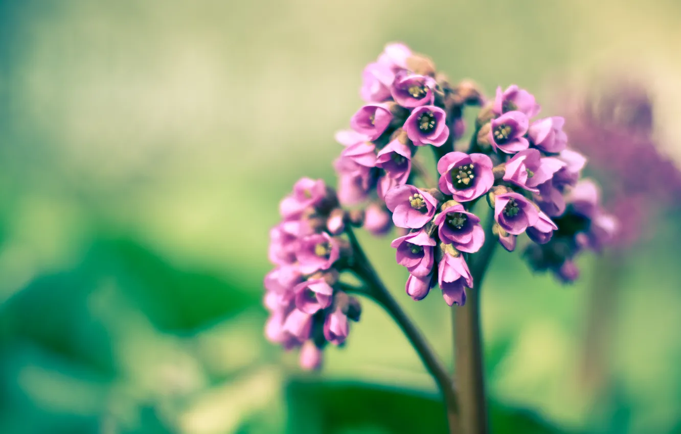 Фото обои фиолетовый, макро, весна