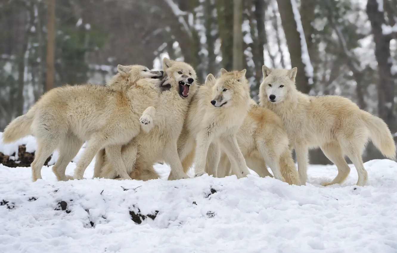 Фото обои зима, снег, стая, волки