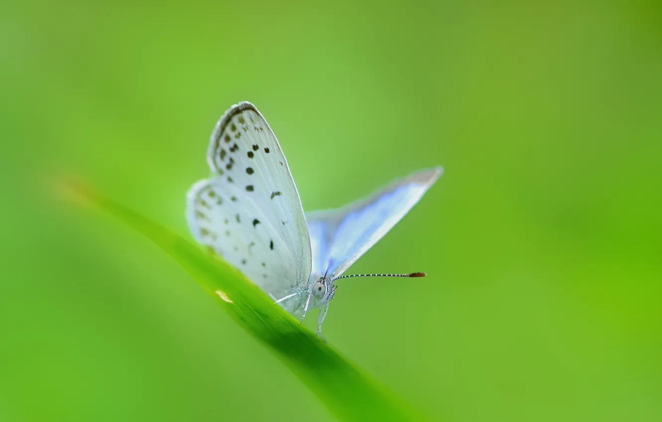 Фото обои лист, бабочка, травинка, бледно-голубая