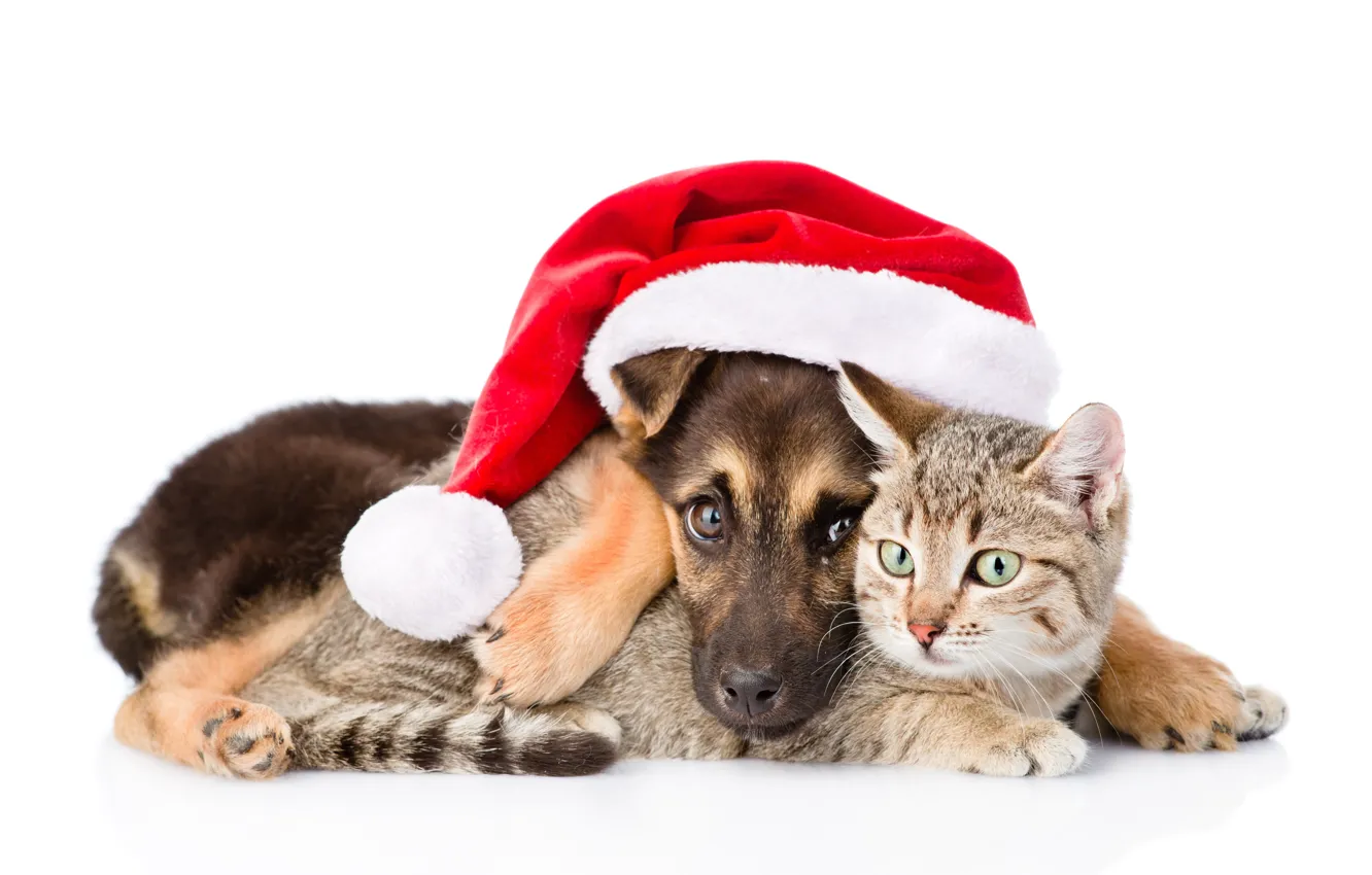 Фото обои кошка, собака, Новый Год, Рождество, Christmas, dog, 2018, Merry Christmas