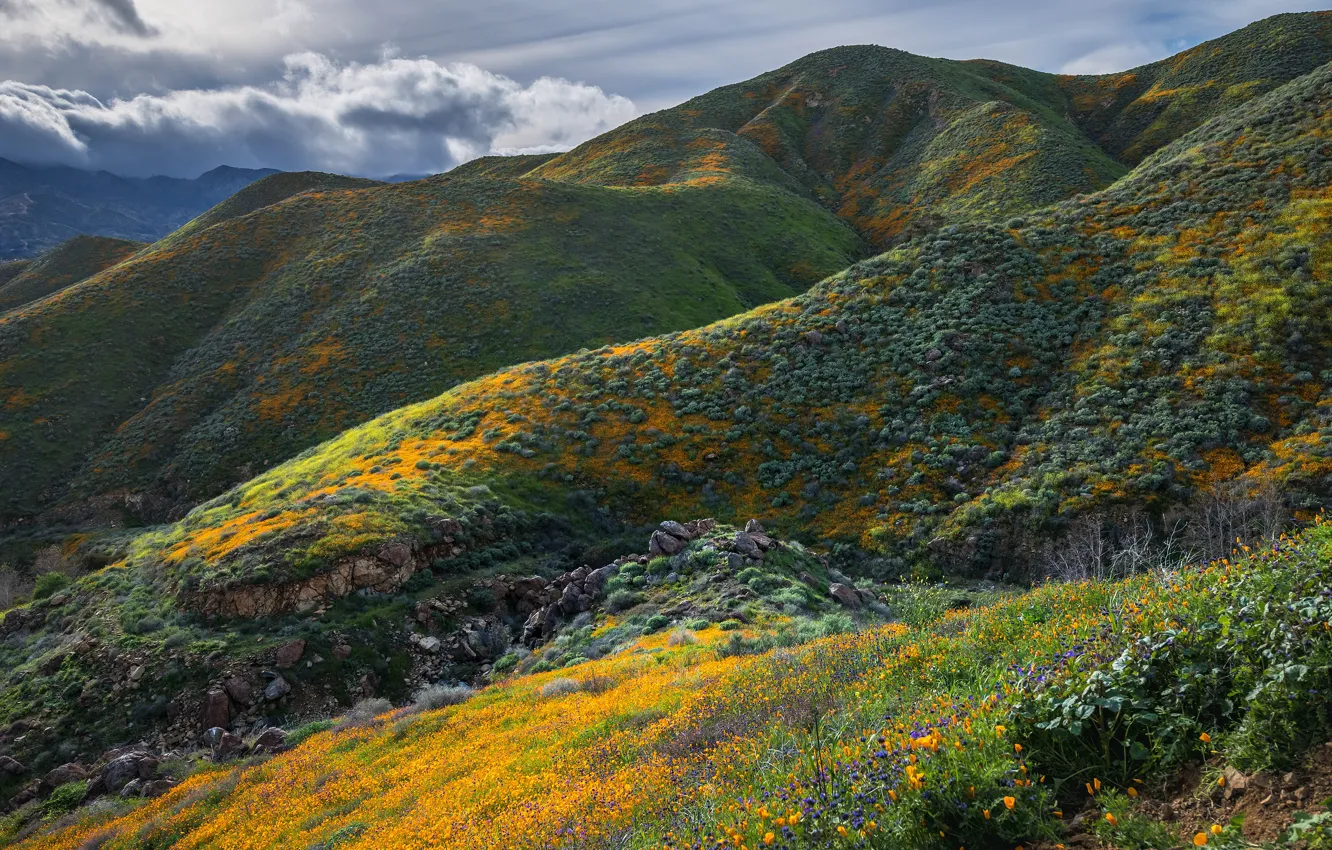 Фото обои зелень, лето, облака, цветы, горы, камни, холмы, растительность