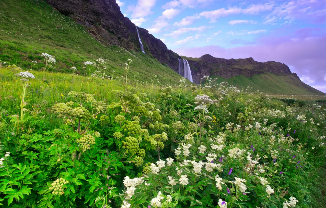Фото обои зелень, небо, трава, облака, цветы, горы, холмы, голубое