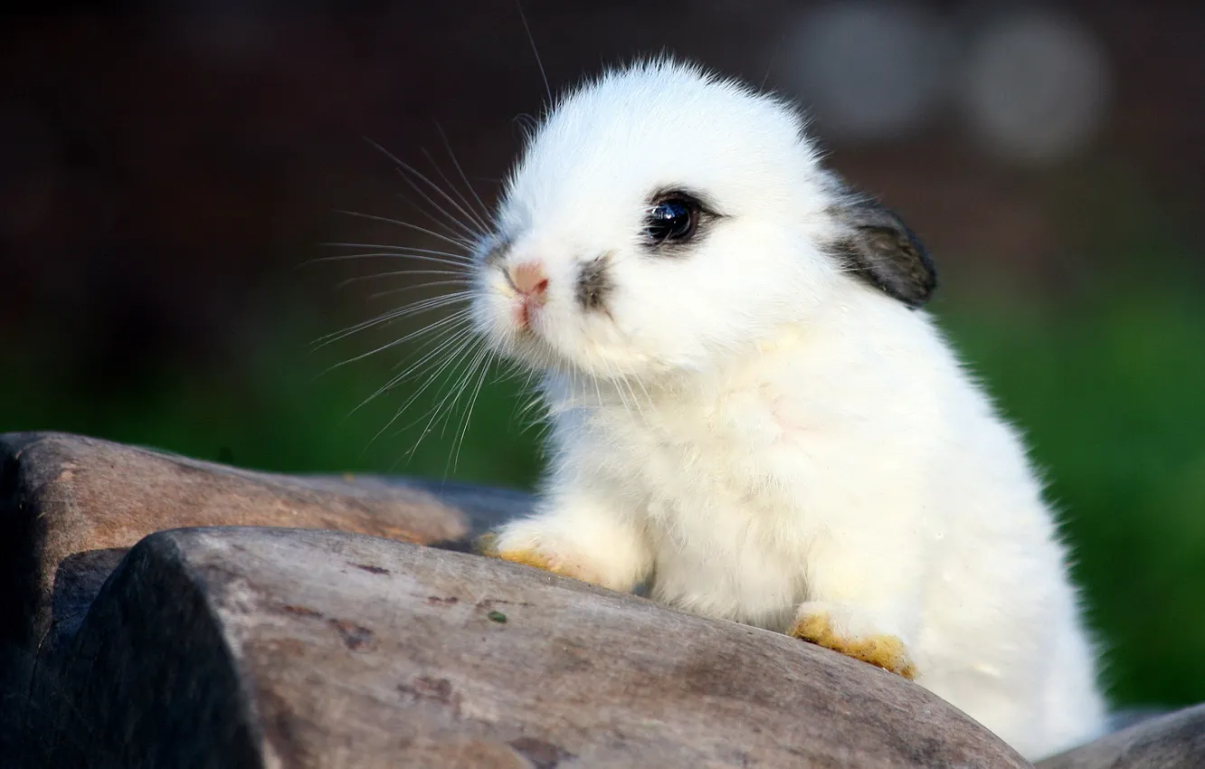 Фото обои белый, кролик, малыш, ушки, крольчонок