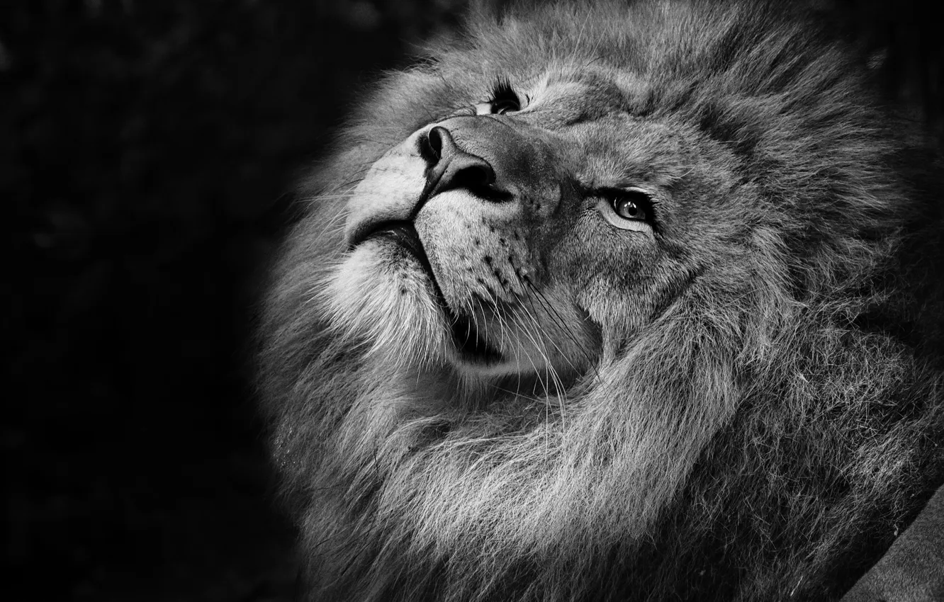 Фото обои lion, head, grays