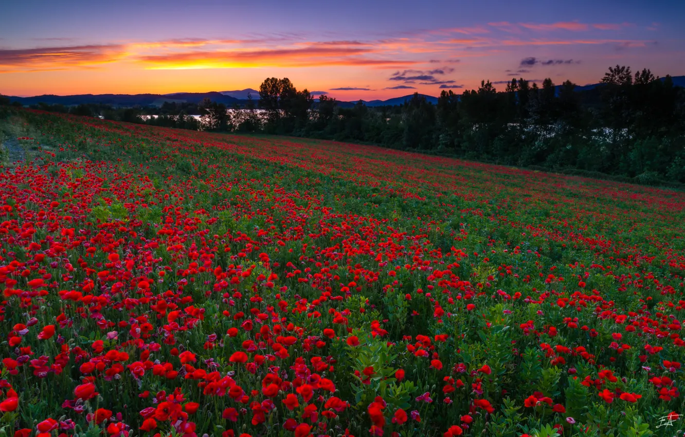 Фото обои поле, закат, цветы, маки, Испания, Spain, маковое поле, Mendijur