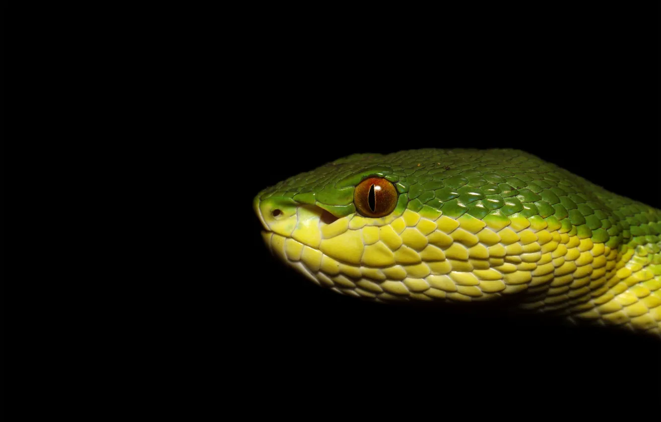 Фото обои взгляд, морда, макро, змея, профиль, черный фон, зеленая
