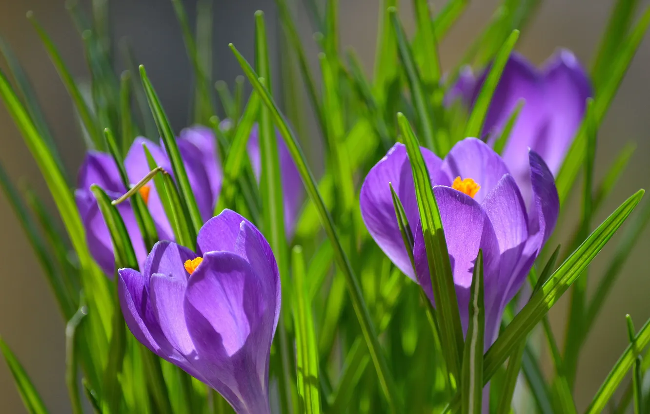 Фото обои трава, цветы, природа, фиолетовые, крокусы, солнечно