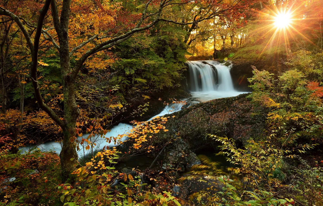 Фото обои осень, лес, солнце, природа, фото, водопад