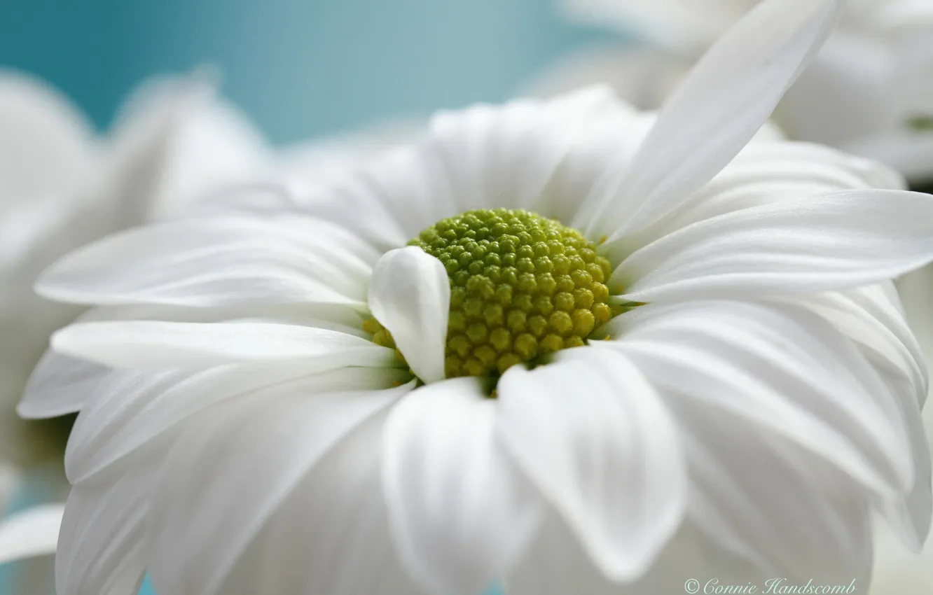 Фото обои белый, цветок, макро, ромашка