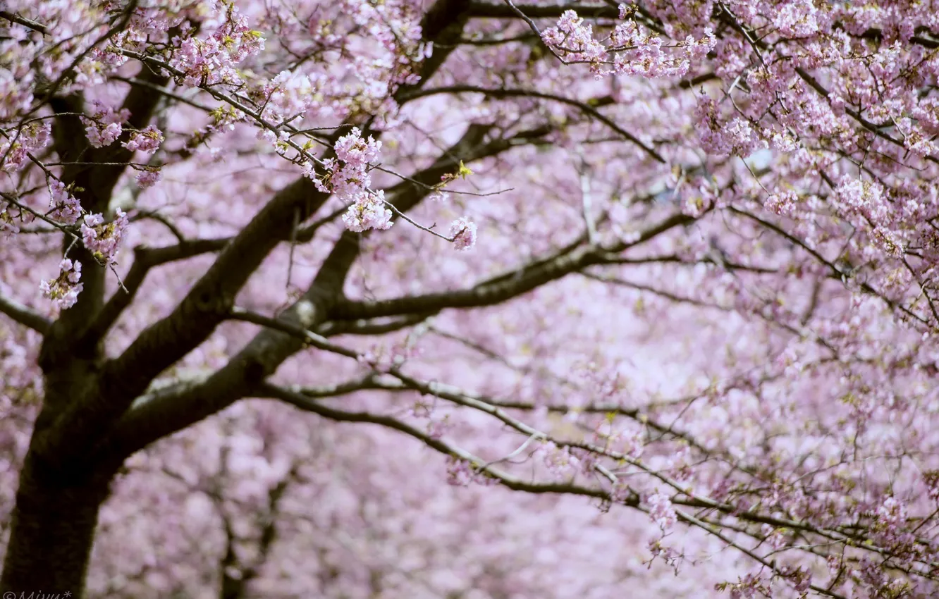 Фото обои ветки, дерево, розовый, весна, сакура, цветение