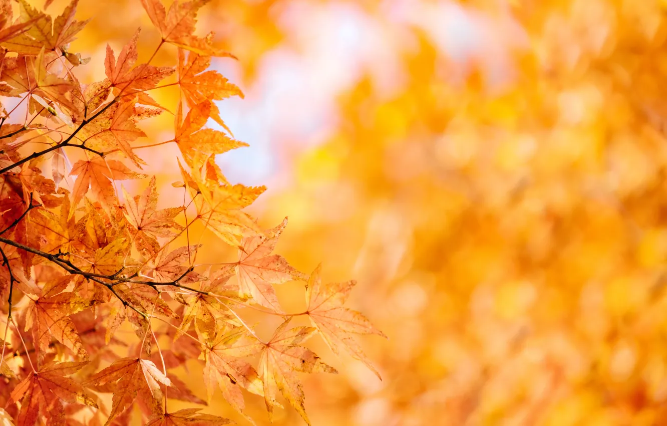 Фото обои осень, листья, природа, дерево