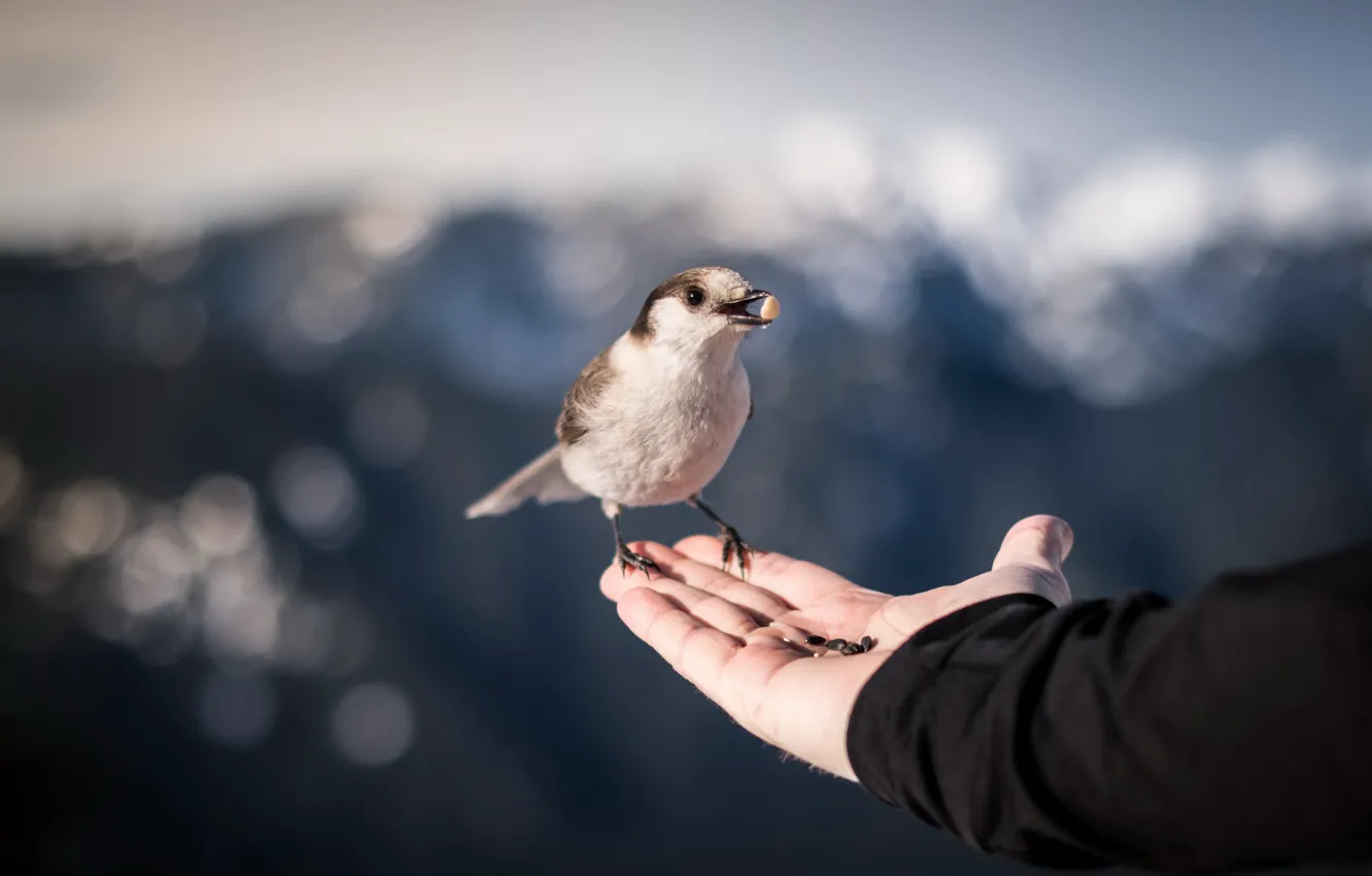 Фото обои природа, птица, рука