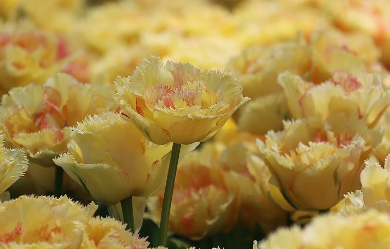 Фото обои лепестки, тюльпаны, бутоны, жёлтые, махровые