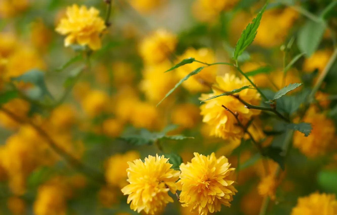 Фото обои цветы, желтые, луговые, керрия