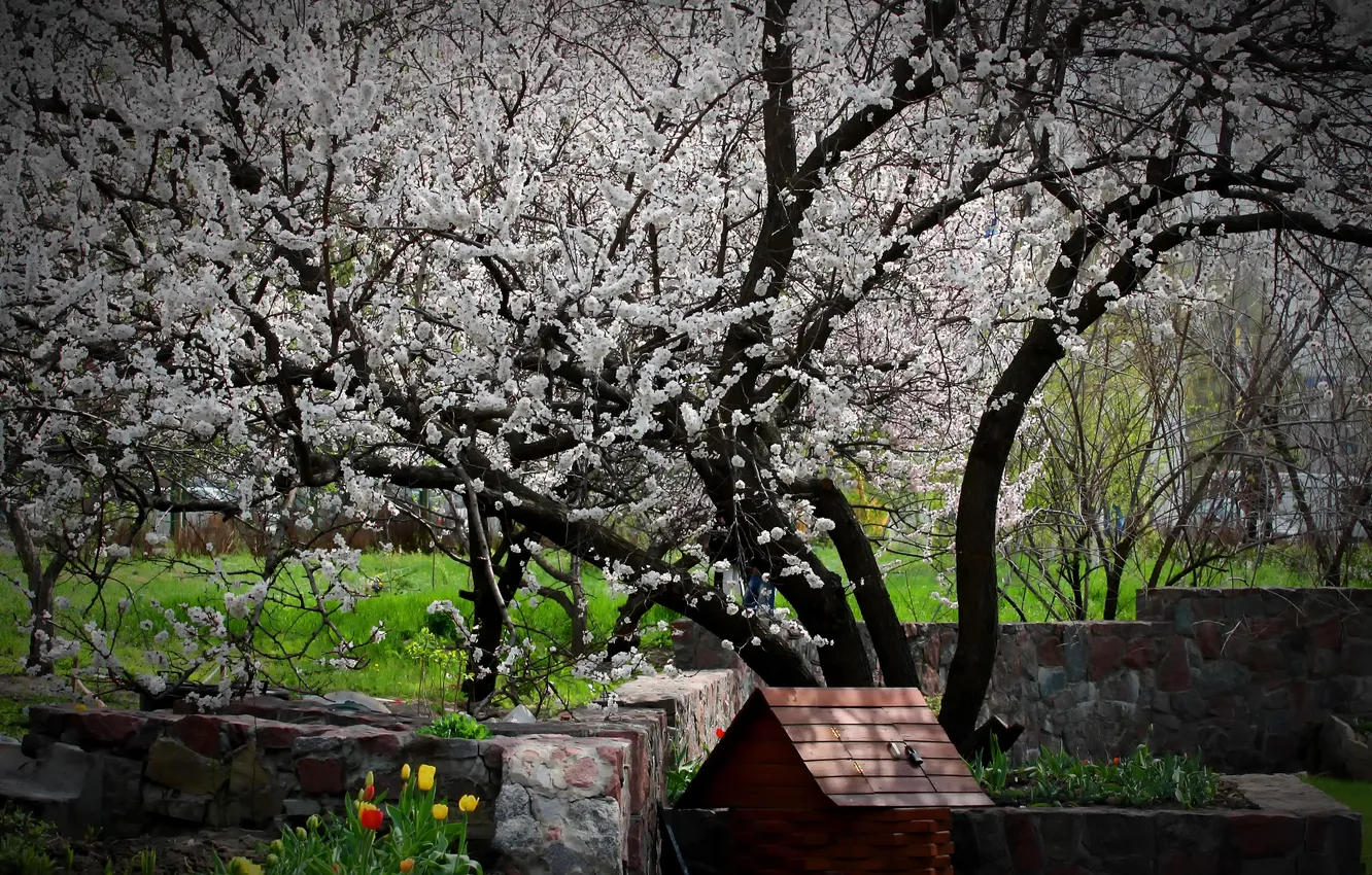 Фото обои цветы, дерево, весна, сад