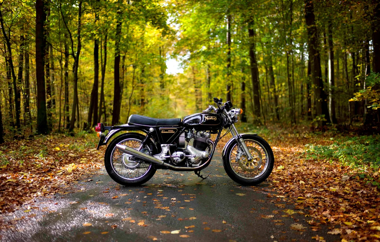 Фото обои осень, деревья, парк, листва, дорожка, мотоцикл, Norton 850 Commando, Нортон 850 Коммандо