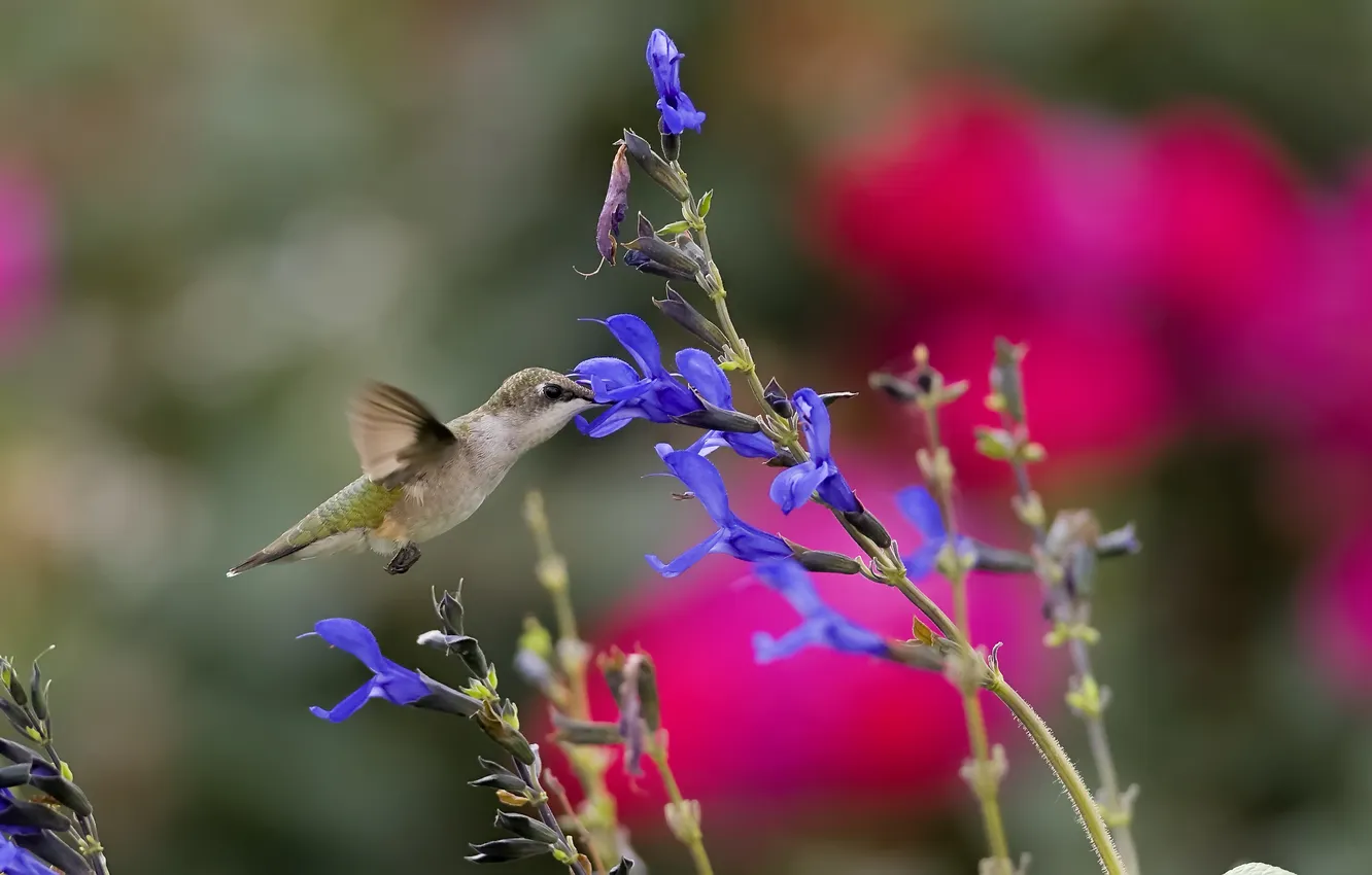Фото обои цветок, колибри, птичка