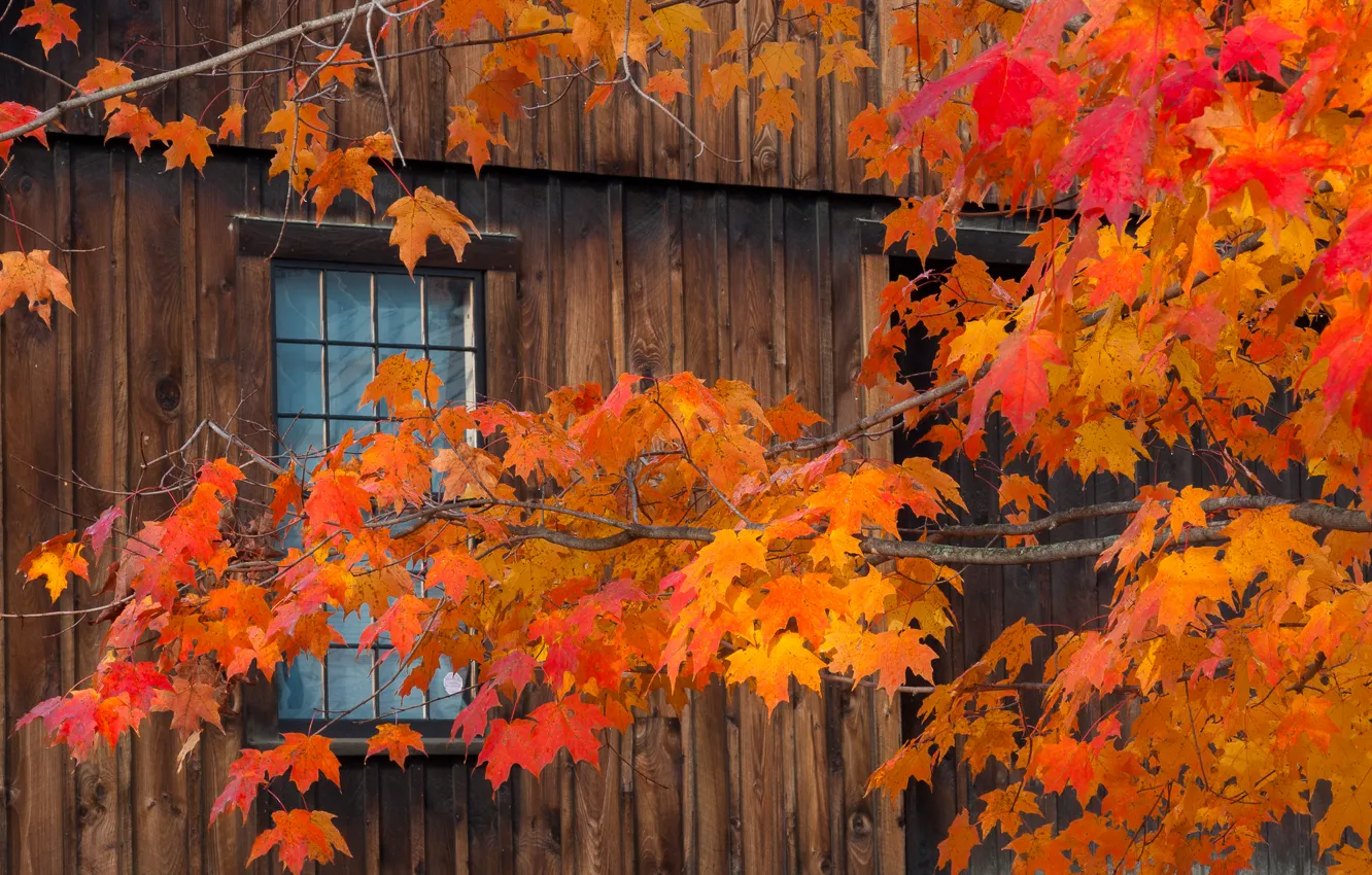 Фото обои осень, листья, дом, ветка, окно