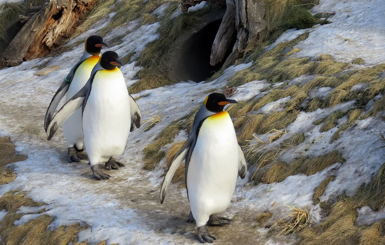 Фото обои зима, природа, King Penguins