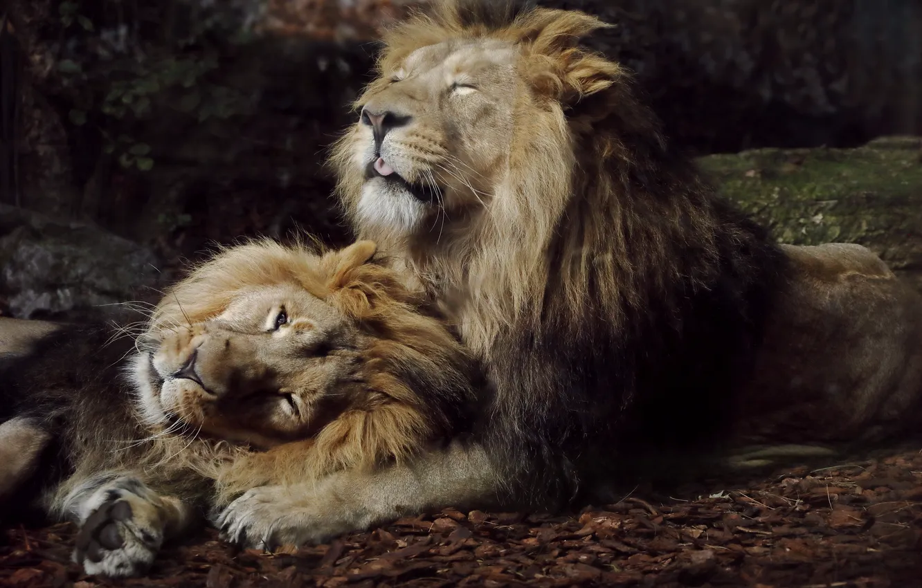 Фото обои lions, predators, big cats