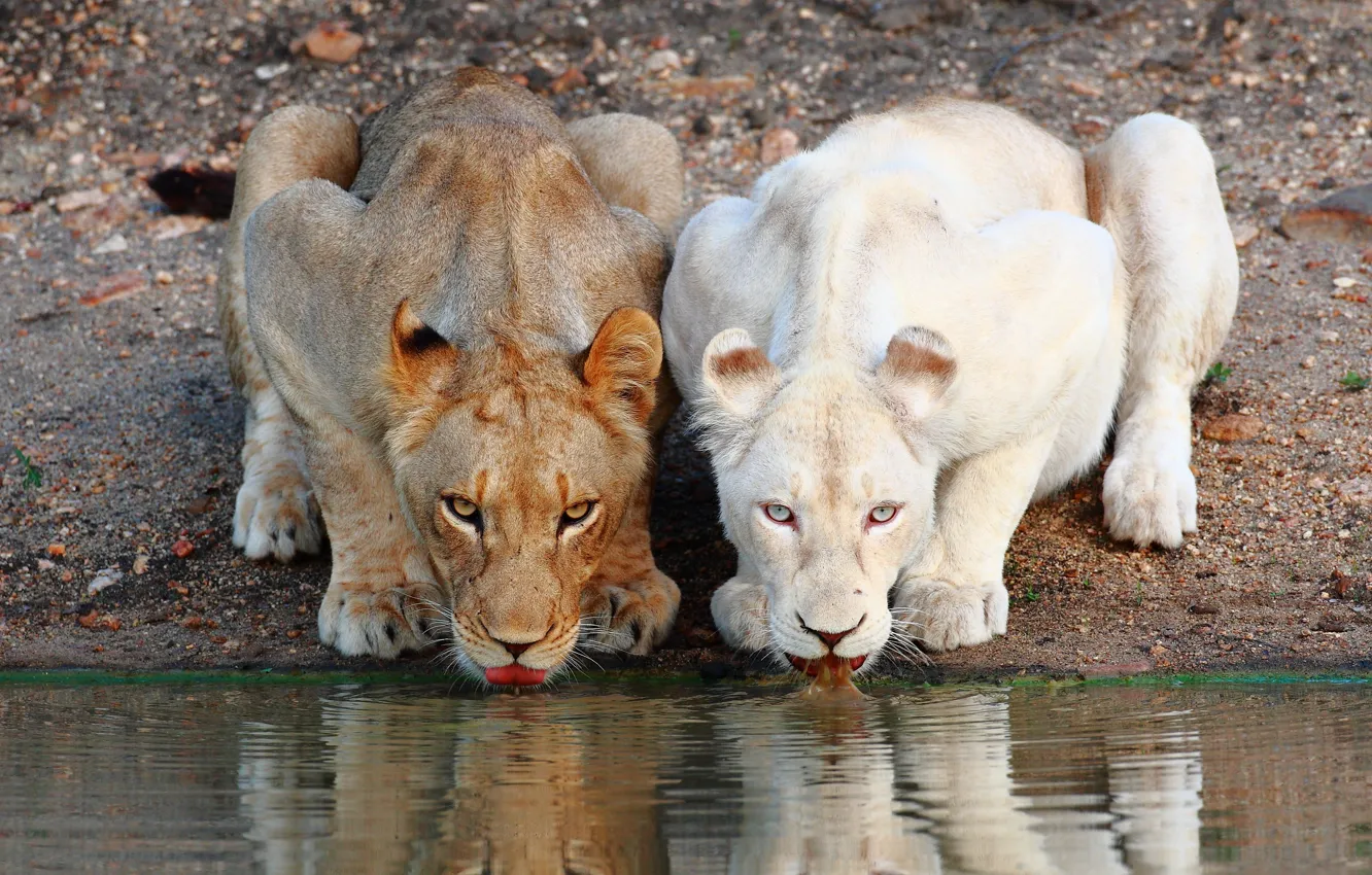 Фото обои львы, водопой, львицы