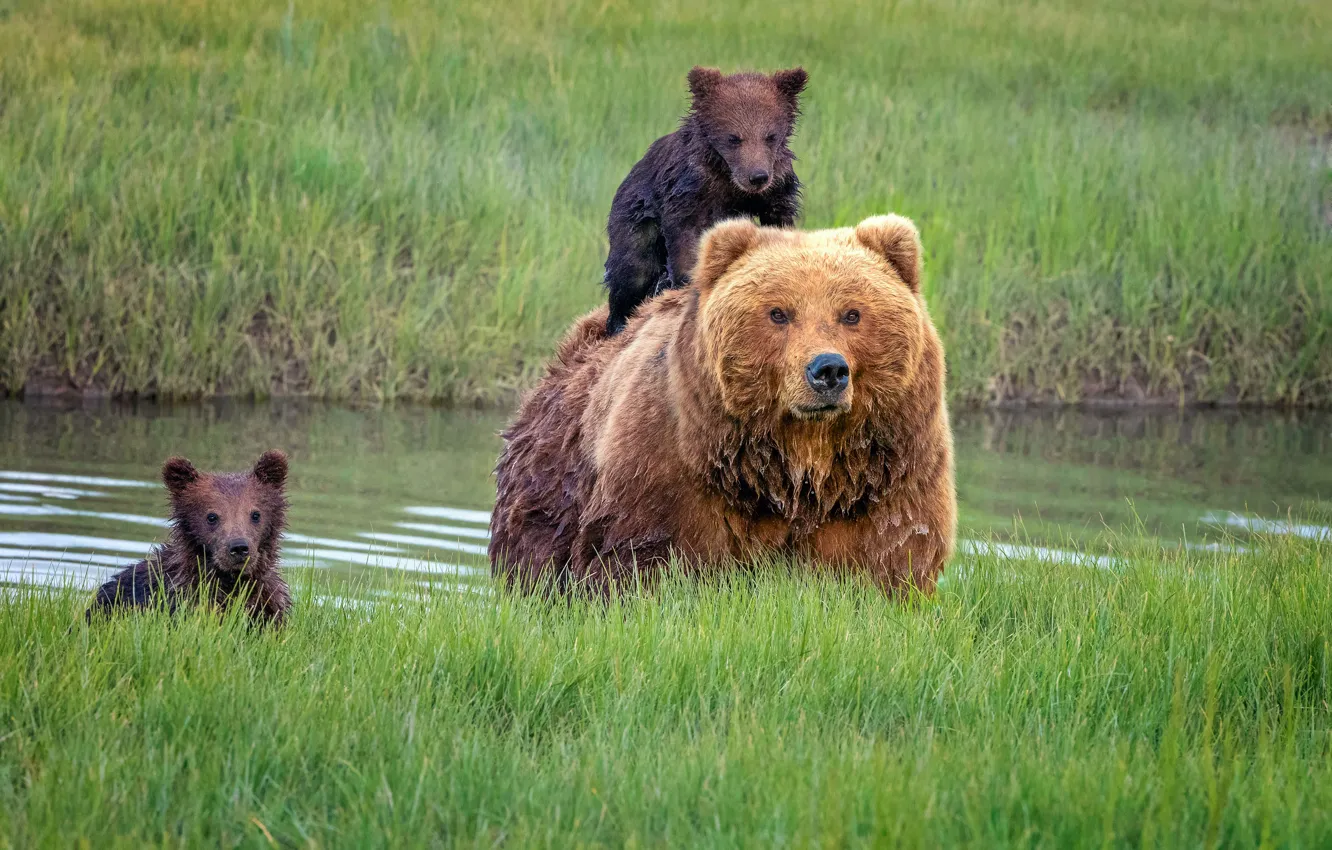 Фото обои трава, медведи, Аляска, детеныши, медведица