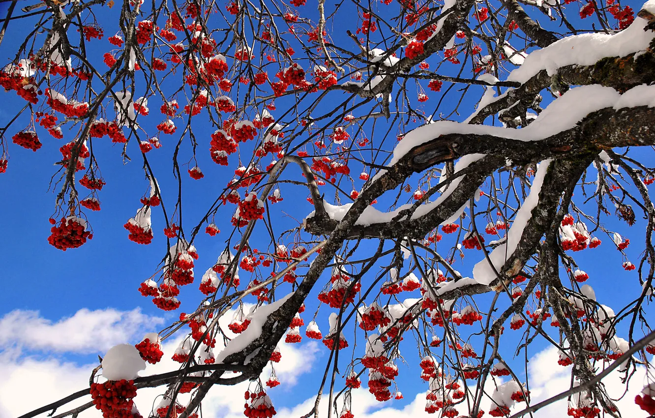 Фото обои небо, снег, ягоды, дерево, рябина
