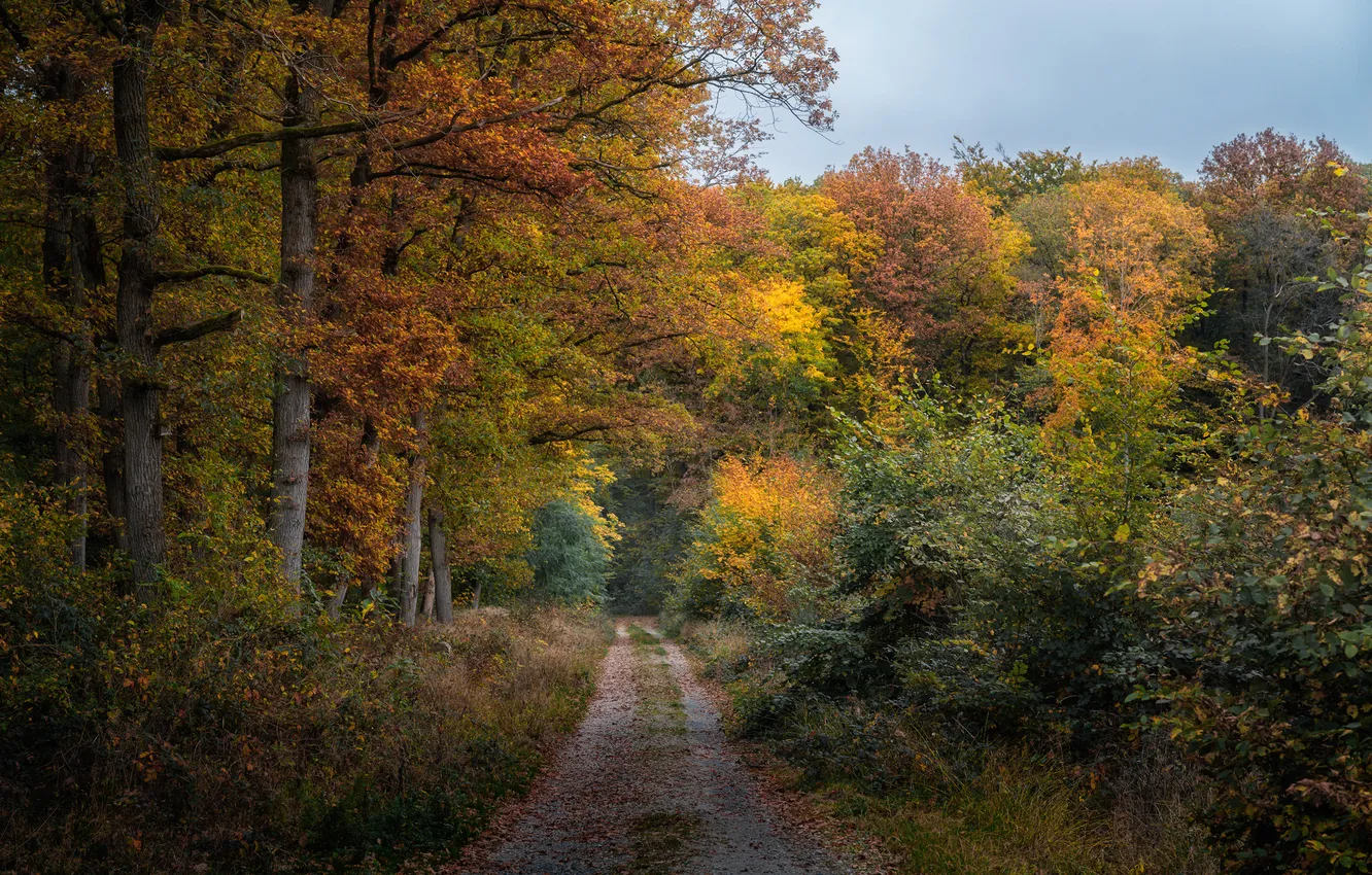 Фото обои дорога, осень, деревья