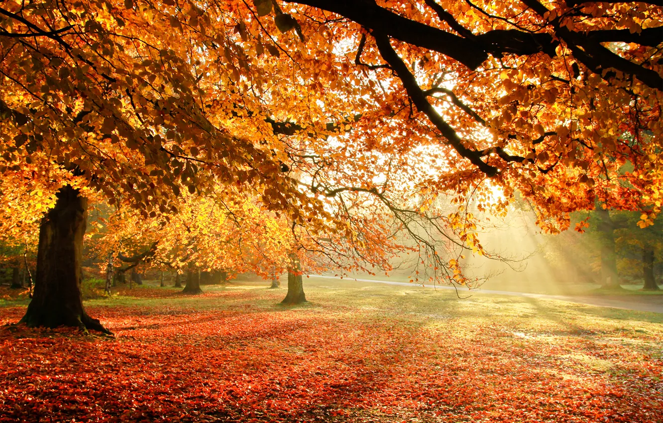 Фото обои осень, свет, деревья, природа, листва