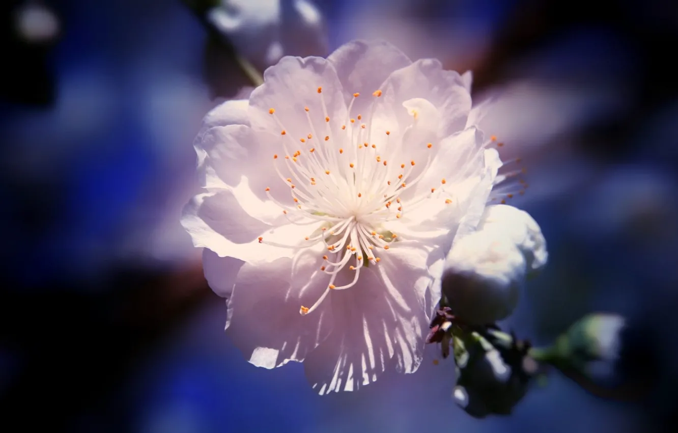 Фото обои тычинки, размытый задний фон, цветение сакуры