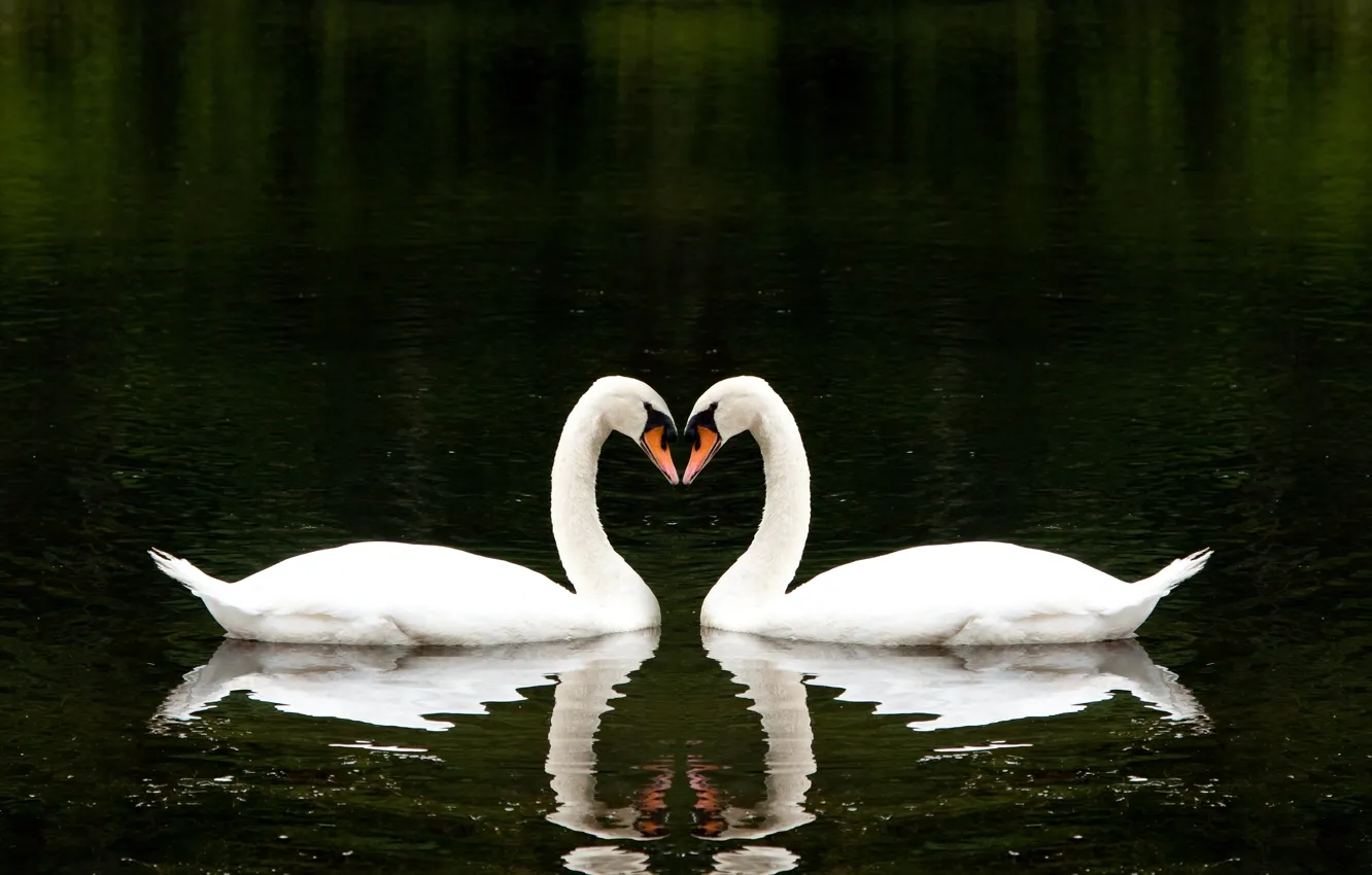 Фото обои любовь, озеро, вместе, сердце, love, красивая, heart, beautiful