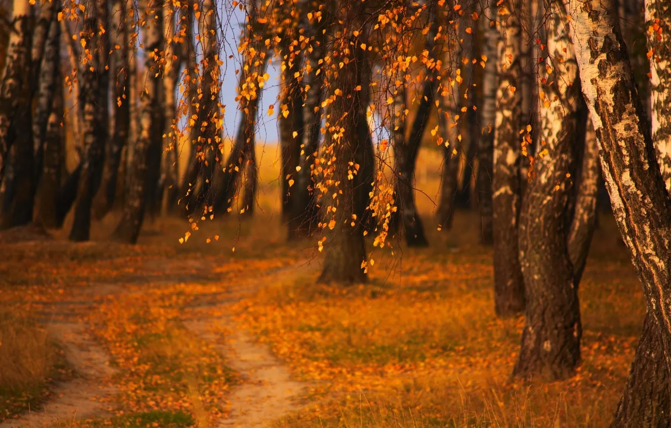 Фото обои осень, листья, деревья, природа, парк, фото