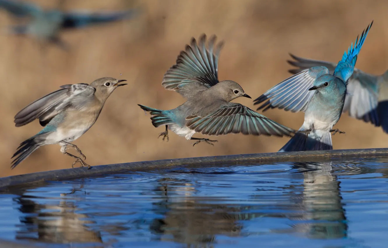 Фото обои вода, птицы, крылья, стая, голубая сиалия