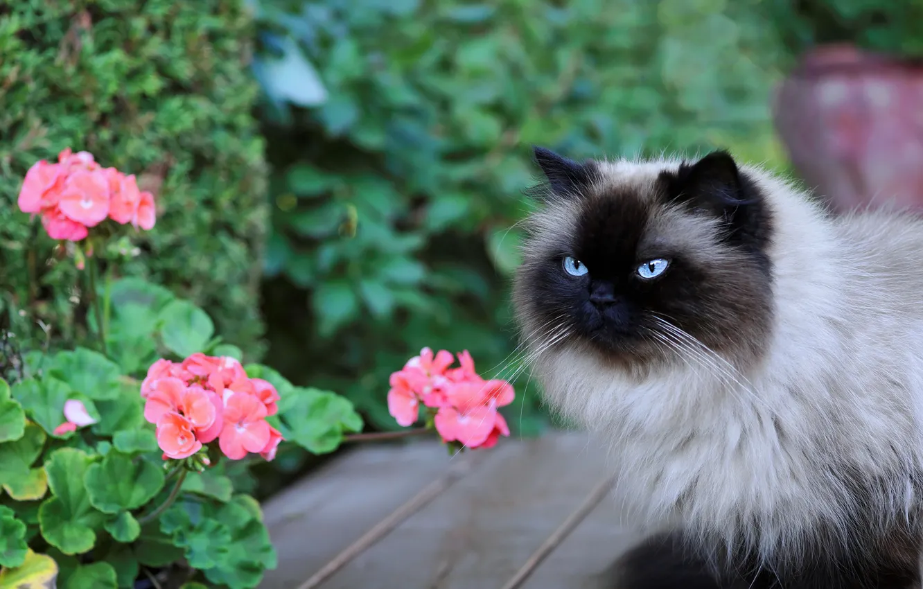 Фото обои кошка, кот, взгляд, морда, цветы, природа, доски, сад