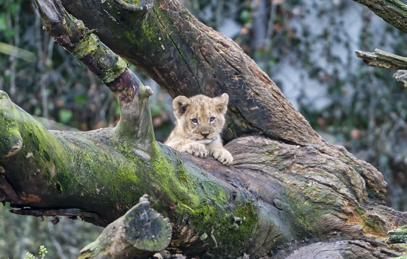 Фото обои кошка, дерево, мох, детёныш, котёнок, львёнок, ©Tambako The Jaguar