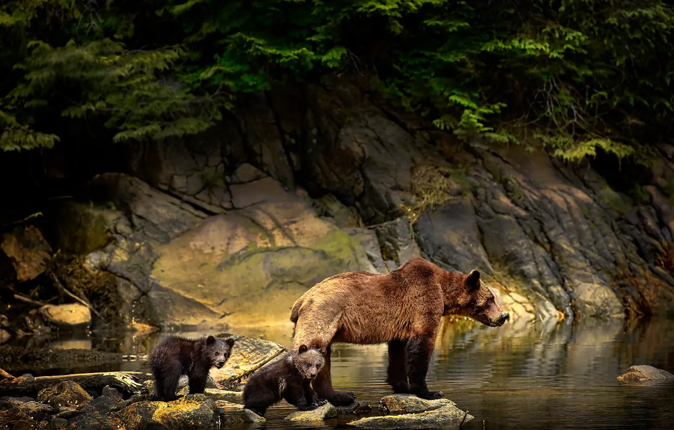 Фото обои животные, вода, ветки, природа, камни, медведи, медвежата, медведица