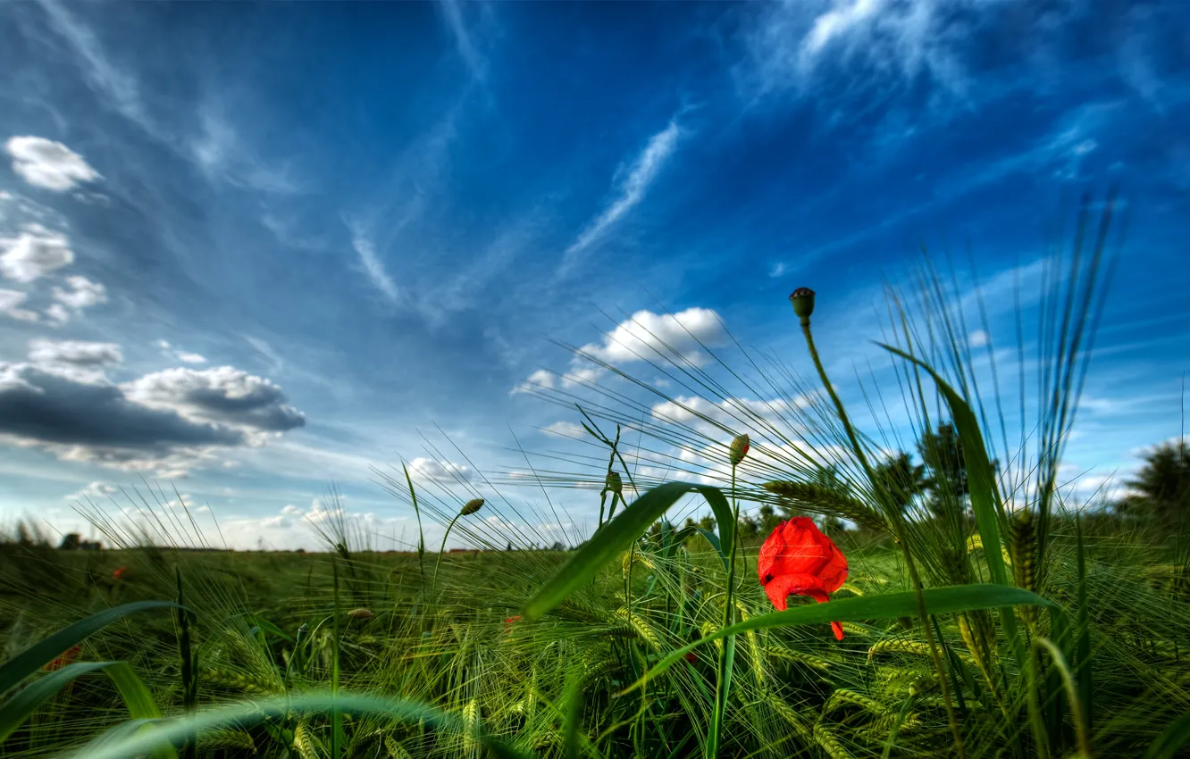 Фото обои небо, трава, мак