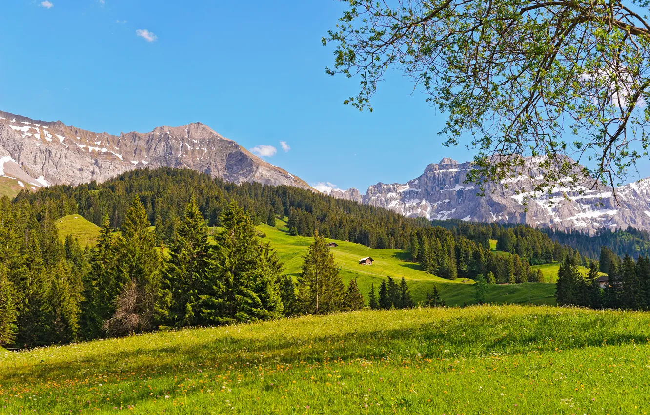 Фото обои лес, деревья, горы, природа, Швейцария, луг, Switzerland