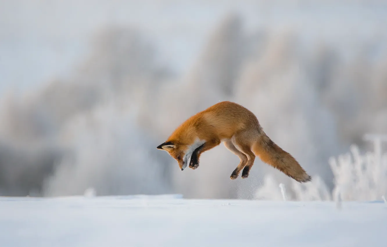Фото обои зима, прыжок, лиса, охота
