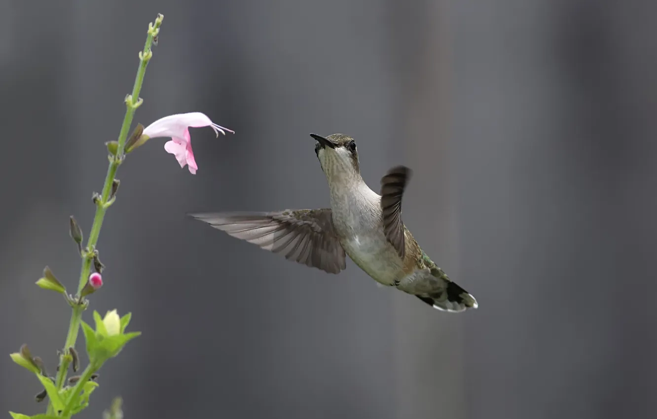 Фото обои цветы, природа, нектар, птица, колибри