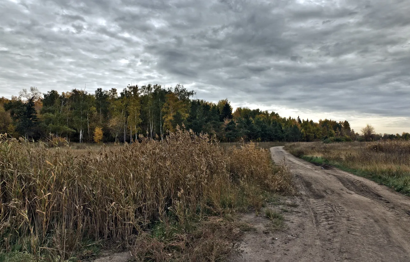 Фото обои дорога, поле, осень