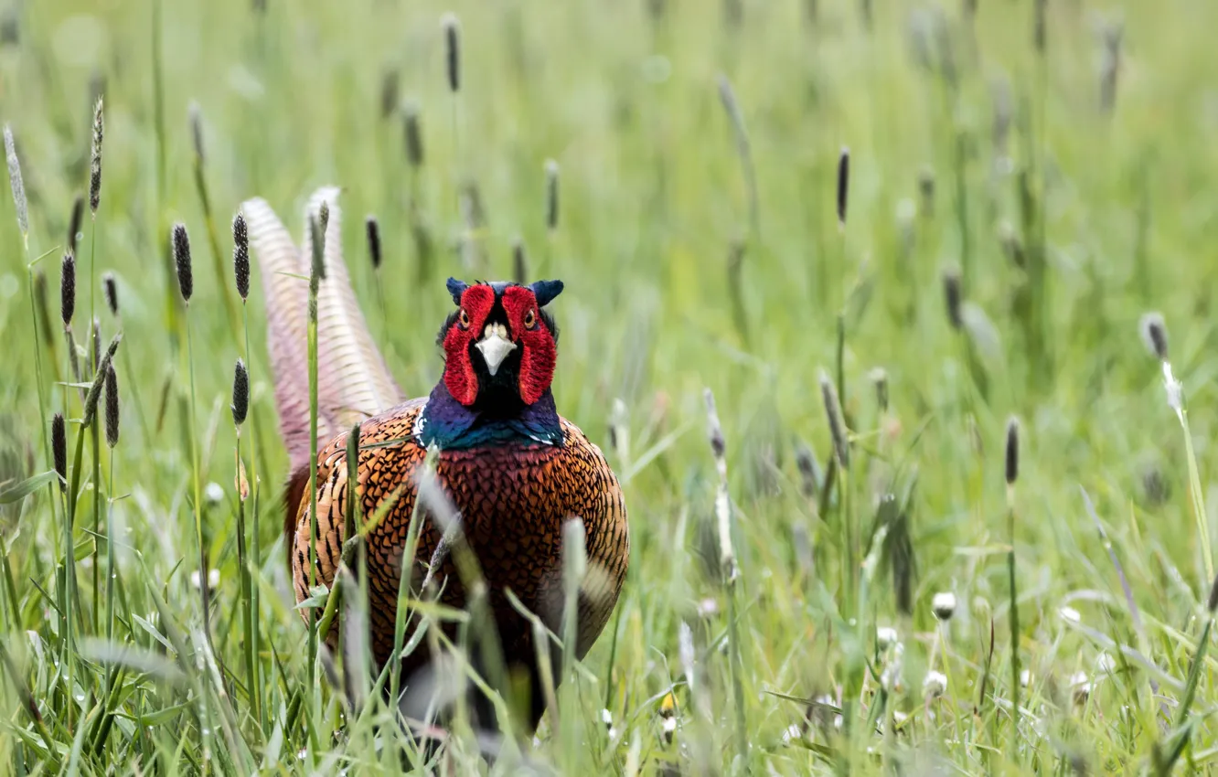 Фото обои трава, природа, птица, фазан, Pheasant
