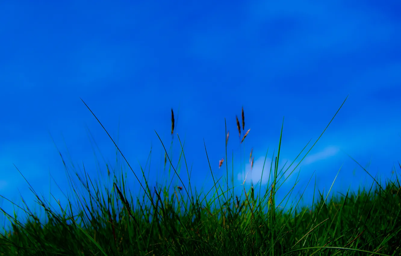 Фото обои небо, трава, природа, растение