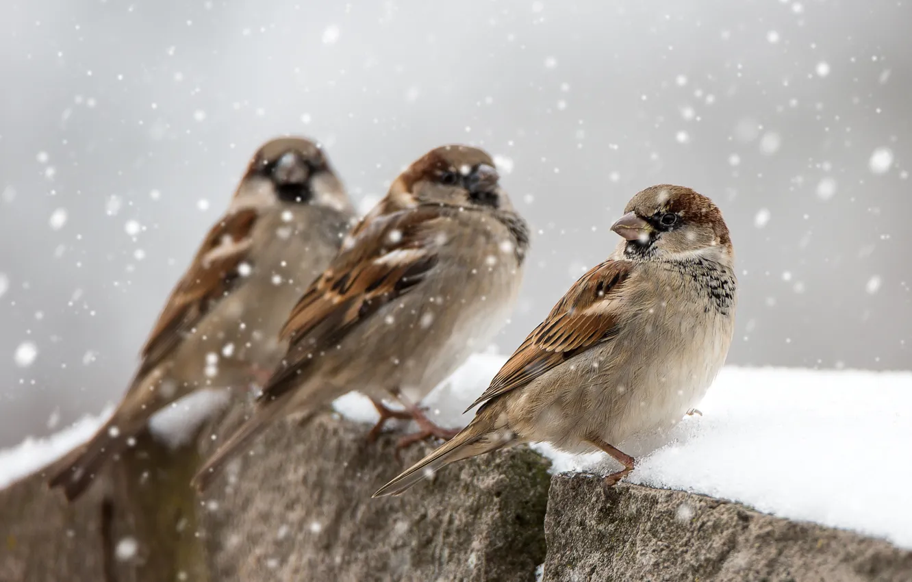 Фото обои зима, снег, птицы, воробьи