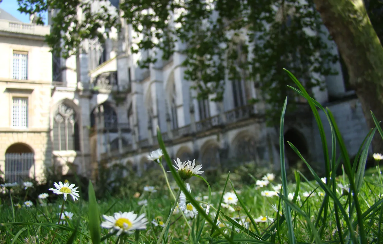 Фото обои поле, трава, церковь, собор, франция, cathedral, france, macro