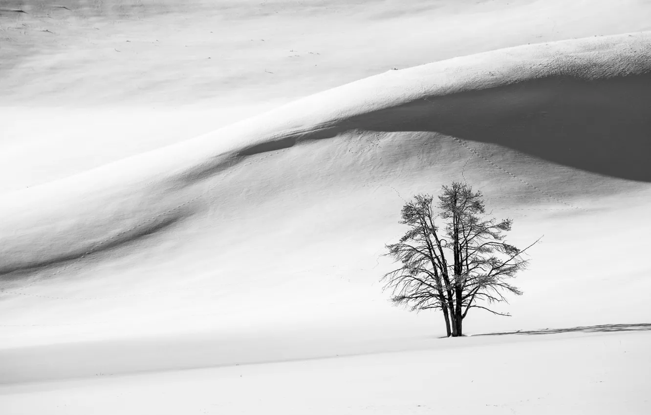 Фото обои зима, поле, снег, фото, дерево, холм, черно-белое