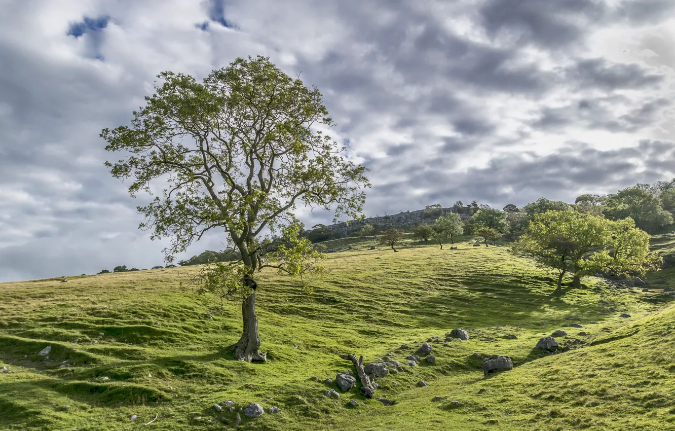 Фото обои Природа, Облака, Луга, Деревья, Камни, Великобритания, Yorkshire