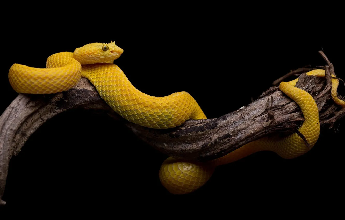 Фото обои дерево, змея, черный фон, желтая, чешуя змеи