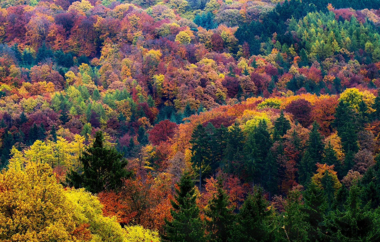 Фото обои осень, лес, листья, деревья, Германия