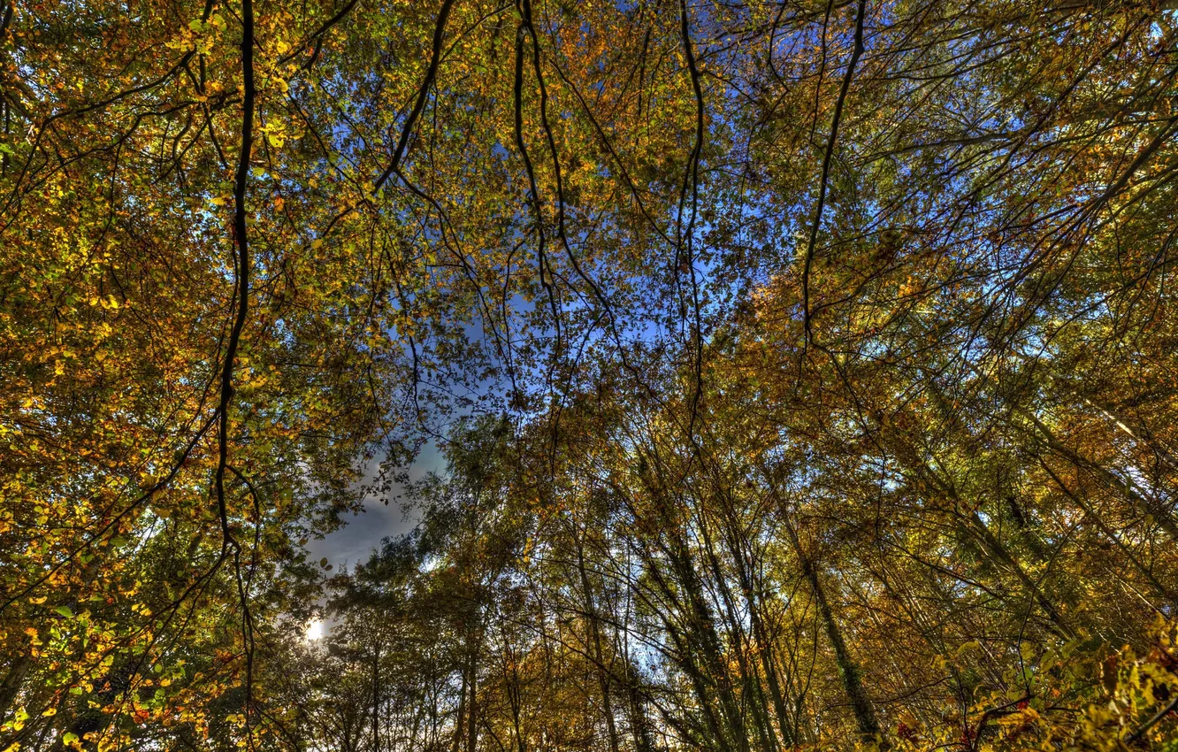 Фото обои лес, небо, деревья, природа